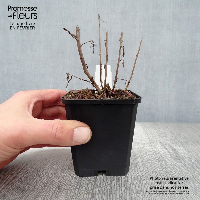 Example of Achillée ptarmica Perry's White Kweekpotje van 8/9 cm as you get in hiver