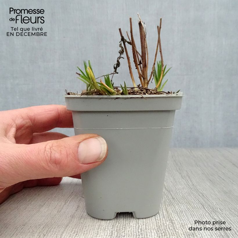 Example of Achillea ptarmica The Pearl - Wilde bertram Kweekpotje van 8/9 cm as you get in hiver