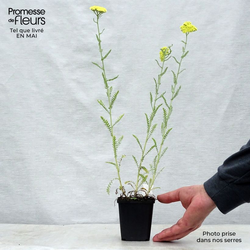 Exemplaar van Achillea taygetea - Duizendblad Kweekpotje van 8/9 cm zoals geleverd in de lente