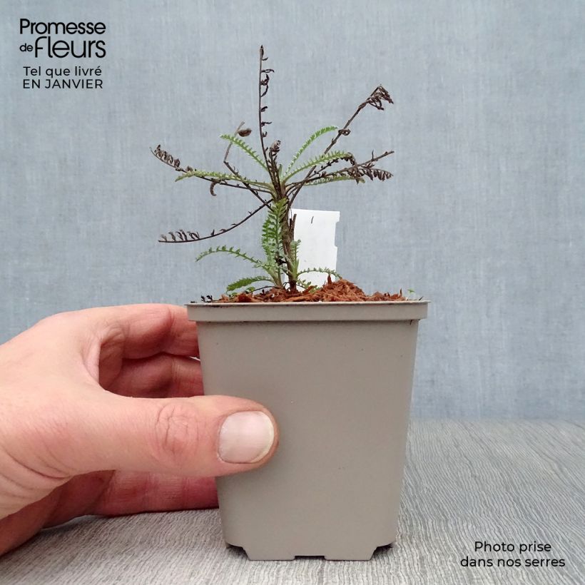 Example of Achillée taygetea - Achillea taygetea Kweekpotje van 8/9 cm as you get in hiver