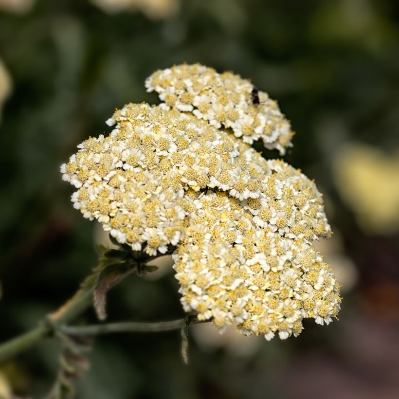 Achillea taygetea - Duizendblad (Bloei)