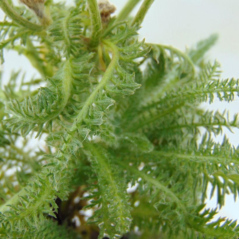 Achillea tomentosa - Duizendblad (Foliage)