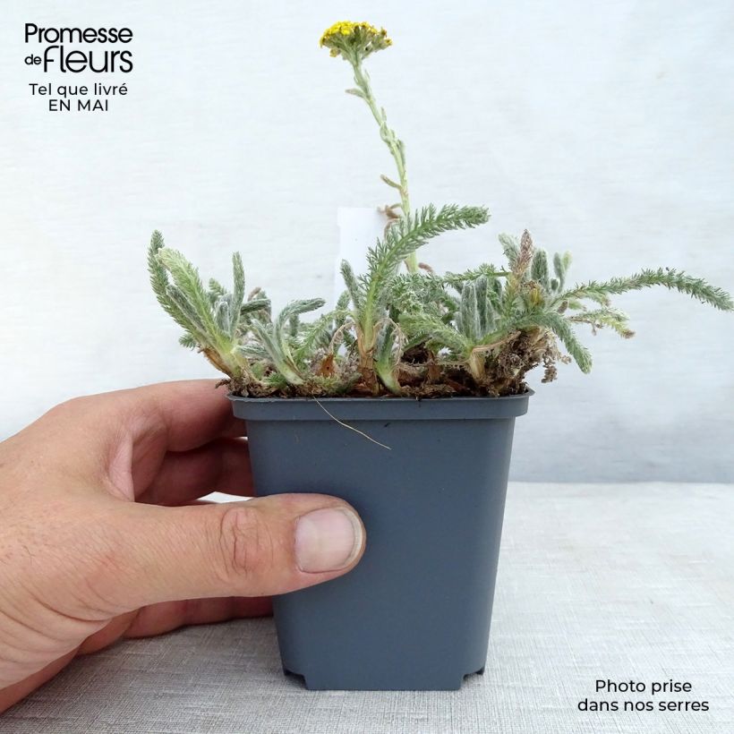 Exemplaar van Achillea tomentosa - Duizendblad Kweekpotje van 8/9 cm zoals geleverd in de lente