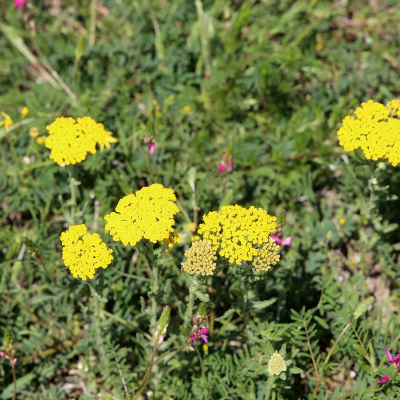 Achillea tomentosa - Duizendblad (Groeiplaats)