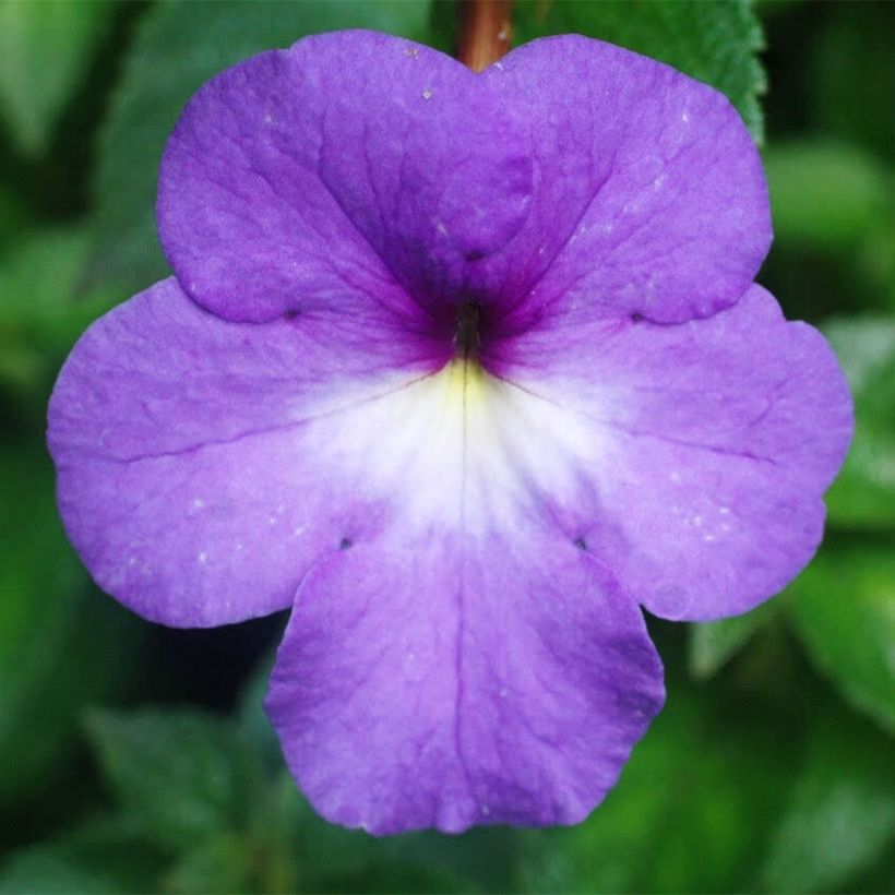 Achimenes x hybridum Blauw - Weduwetranen (Flowering)
