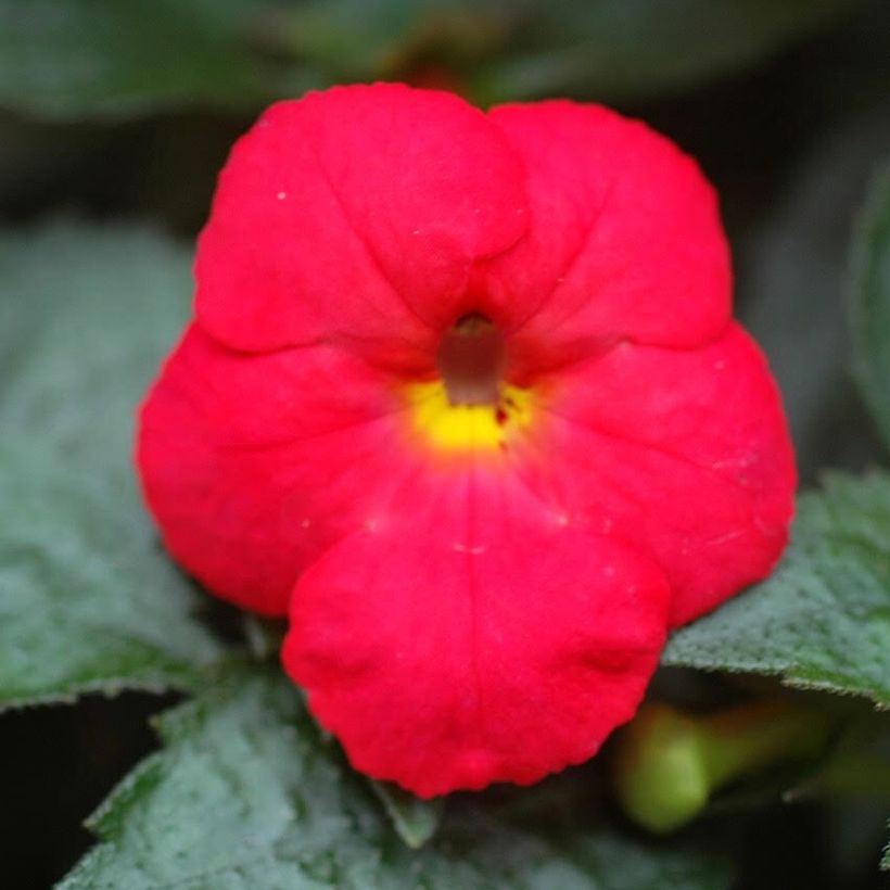 Achimenes x hybridum Rood - Weduwetranen (Flowering)