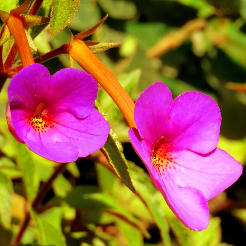 Achimenes Rose - Weduwetranen (Flowering)