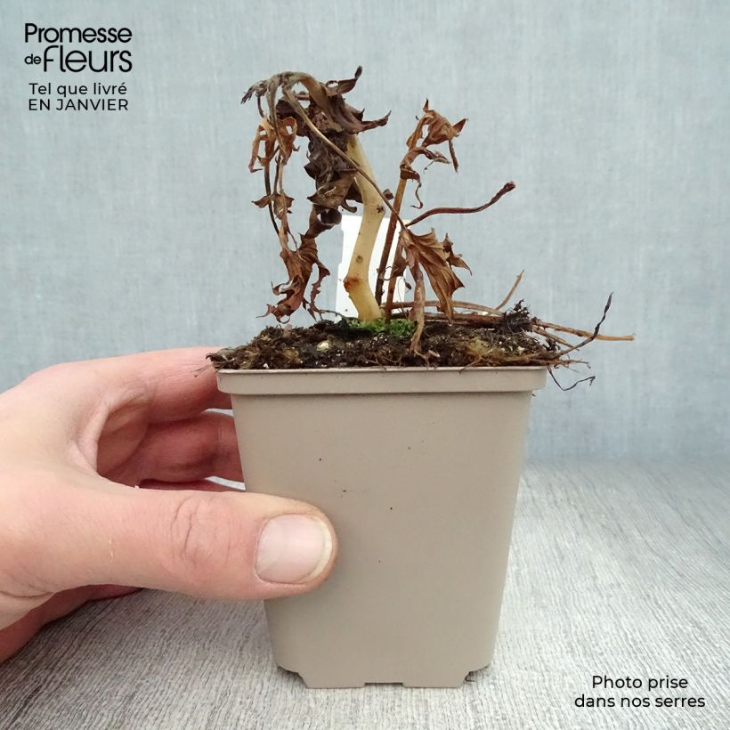 Example of Aconit - Aconitum Purple Sparrow Kweekpotje van 8/9 cm as you get in hiver