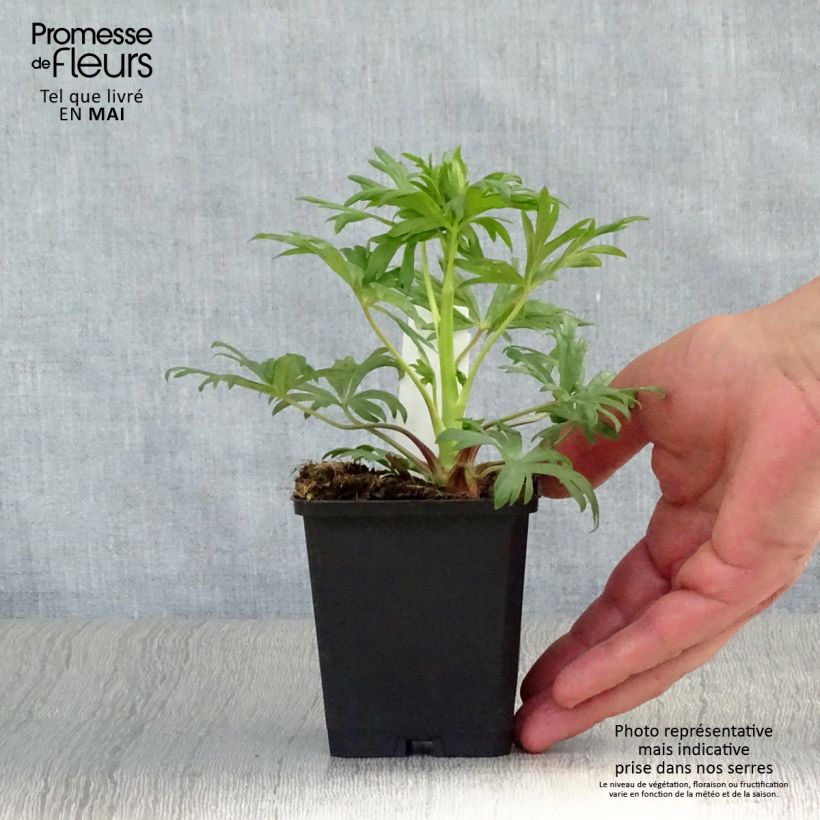 Exemplaar van Aconitum henryi Spark's Variety - Monnikskap Kweekpotje van 8/9 cm zoals geleverd in de lente