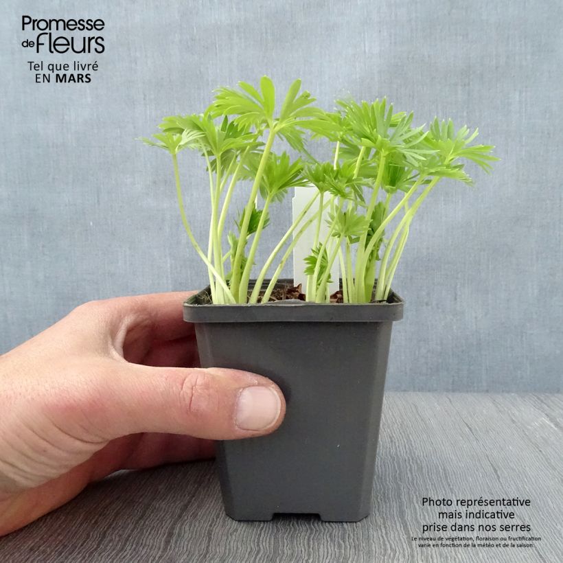 Exemplaar van Aconitum napellus - Blauwe monnikskap Kweekpotje van 8/9 cm zoals geleverd in de lente