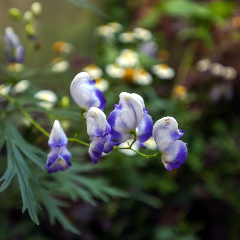 Aconitum cammarum Bicolor - Monnikskap (Bloei)