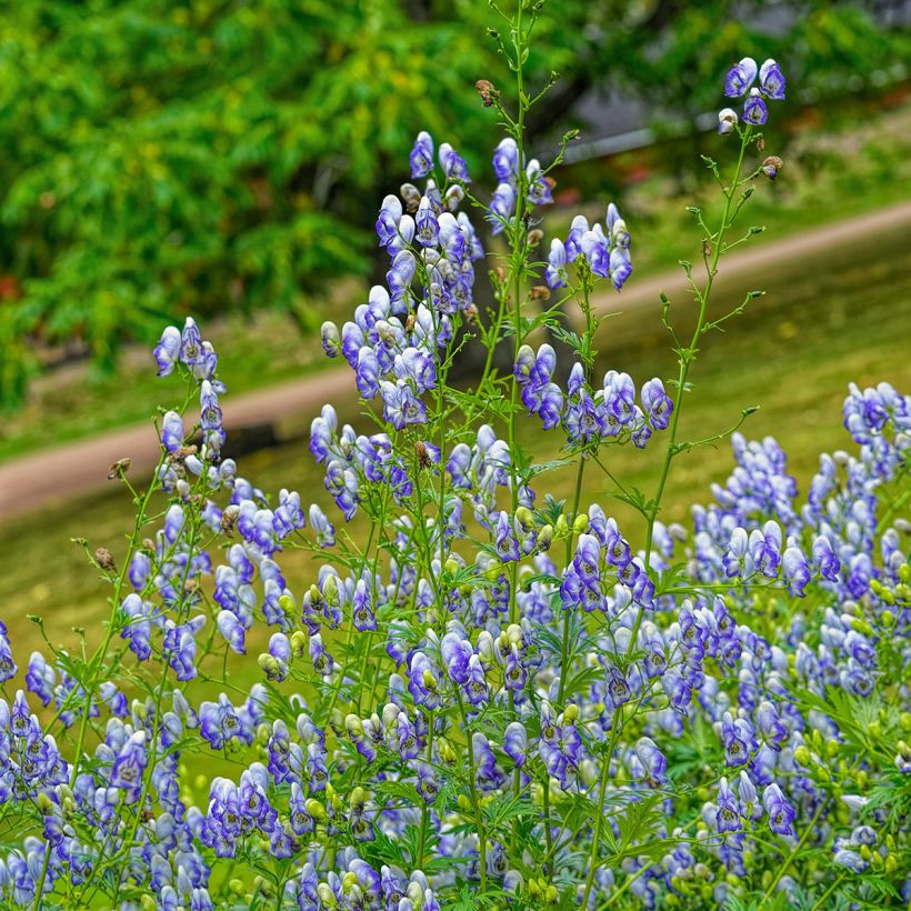 Aconitum cammarum Bicolor - Monnikskap (Groeiplaats)
