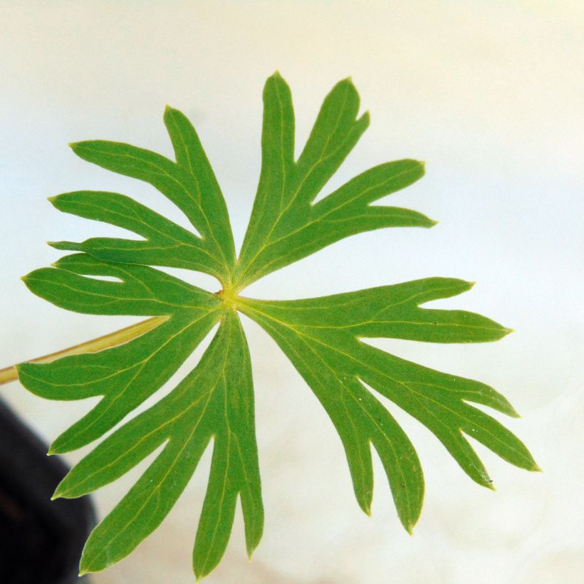 Aconitum Stainless Steel - Monnikskap (Blad)