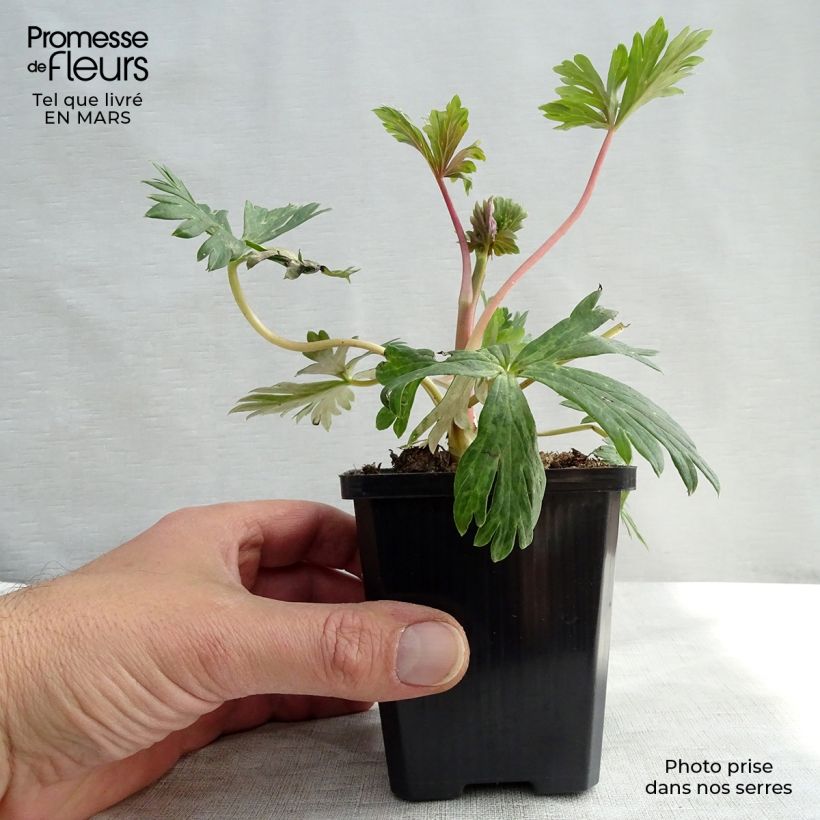 Example of Aconit carmichaelii Arendsii - Casque de Jupiter Kweekpotje van 8/9 cm as you get in hiver