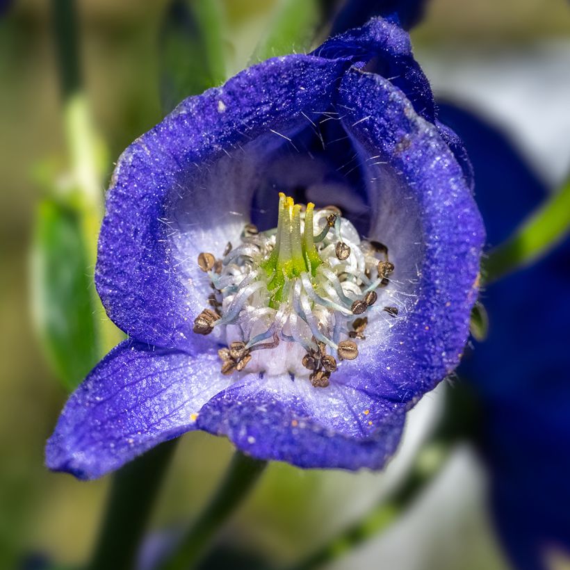Aconitum carmichaelii (zaad) - Monnikskap (Bloei)