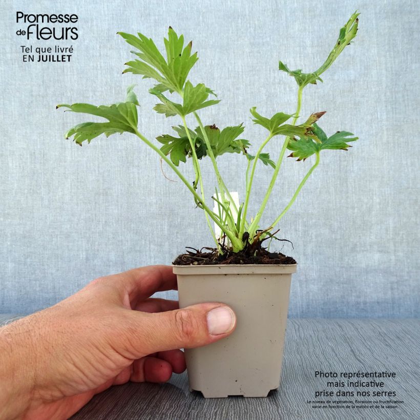 Exemplaar van Aconitum septentrionale Ivorine - Monnikskap Kweekpotje van 8/9 cm zoals geleverd in de zomer