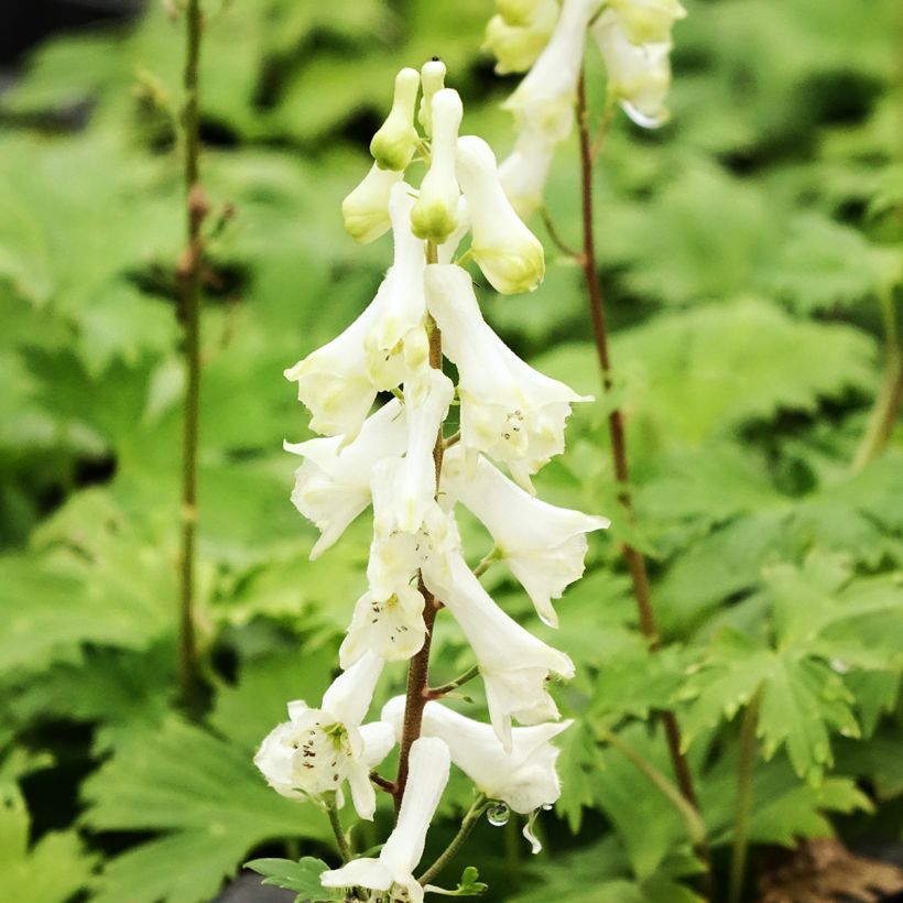 Aconitum septentrionale Ivorine - Monnikskap (Bloei)