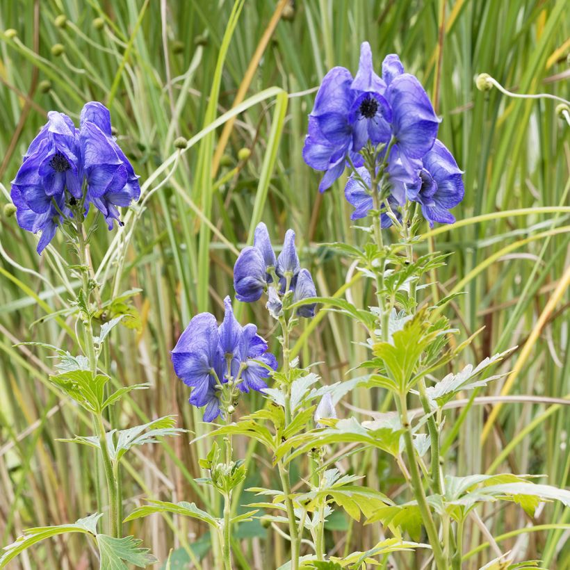 Aconitum fischeri - Azuren monnikskap (Groeiplaats)