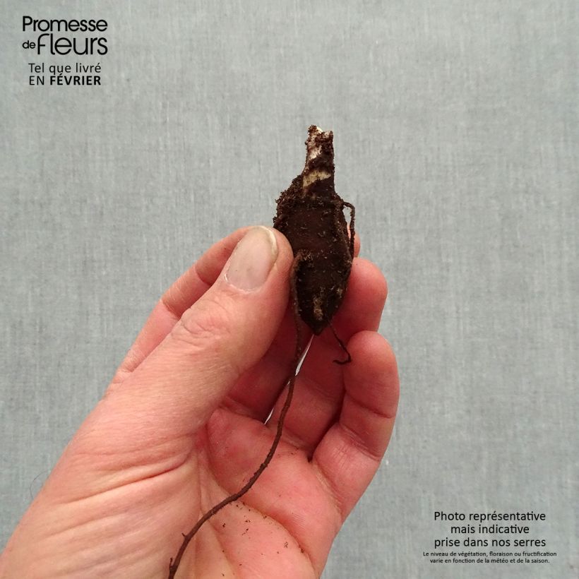 Exemplaar van Aconitum fischeri - Azuren monnikskap Naakte wortel zoals geleverd in de winter