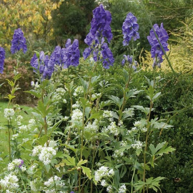 Aconitum carmichaelii (zaad) - Monnikskap (Plant habit)