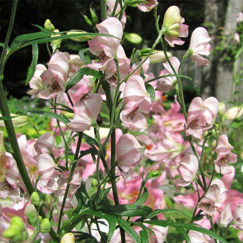Aconitum Pink Sensation - Monnikskap (Bloei)