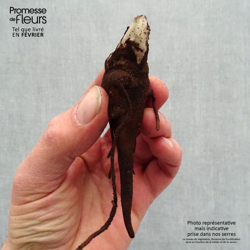 Example of Aconitum carmichaelii Royal Flush Naakte wortel as you get in hiver