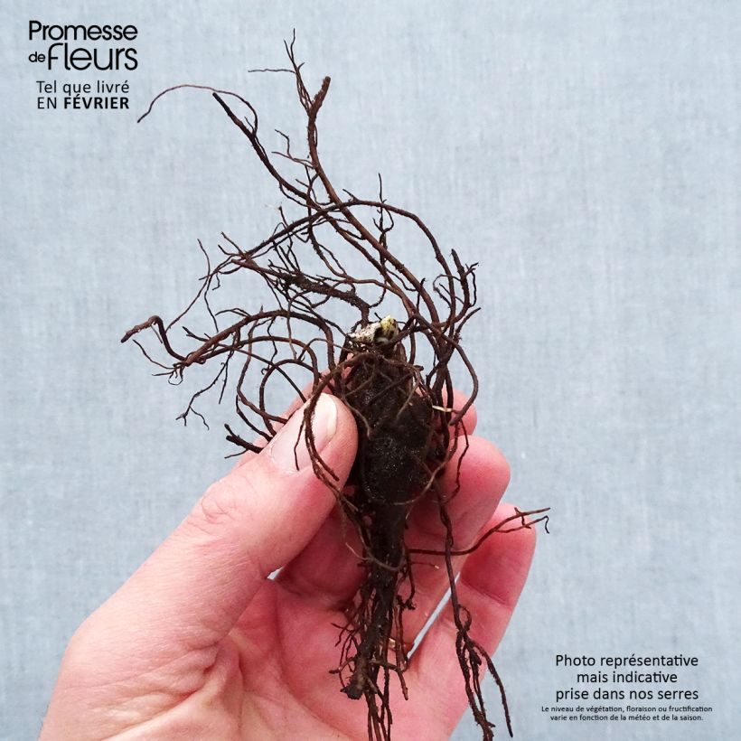 Exemplaar van Aconitum napellus Rubellum - Blauwe monnikskap Naakte wortel zoals geleverd in de winter