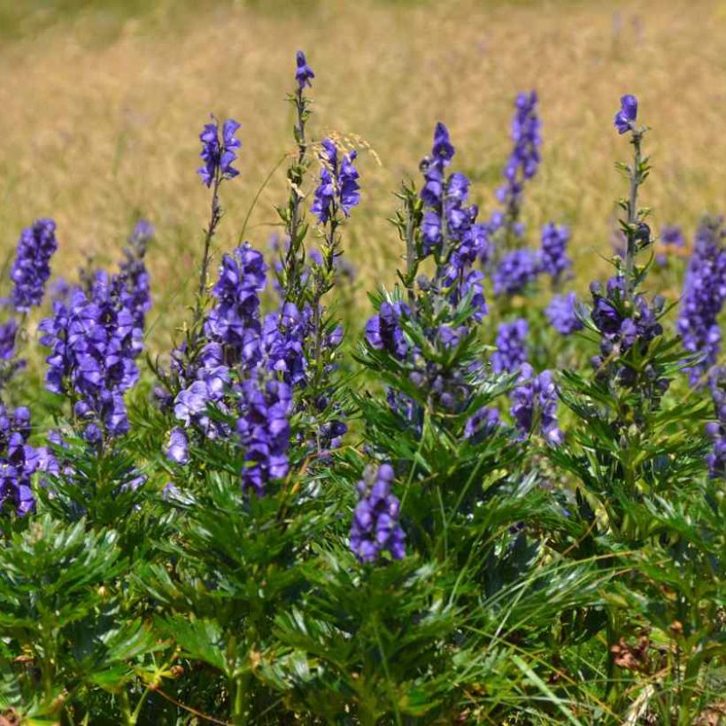 Aconitum napellus ssp. vulgare - Blauwe monnikskap (Plant habit)