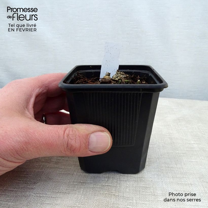 Example of Aconitum napellus ssp. vulgare - Aconit napel commune Kweekpotje van 8/9 cm as you get in hiver