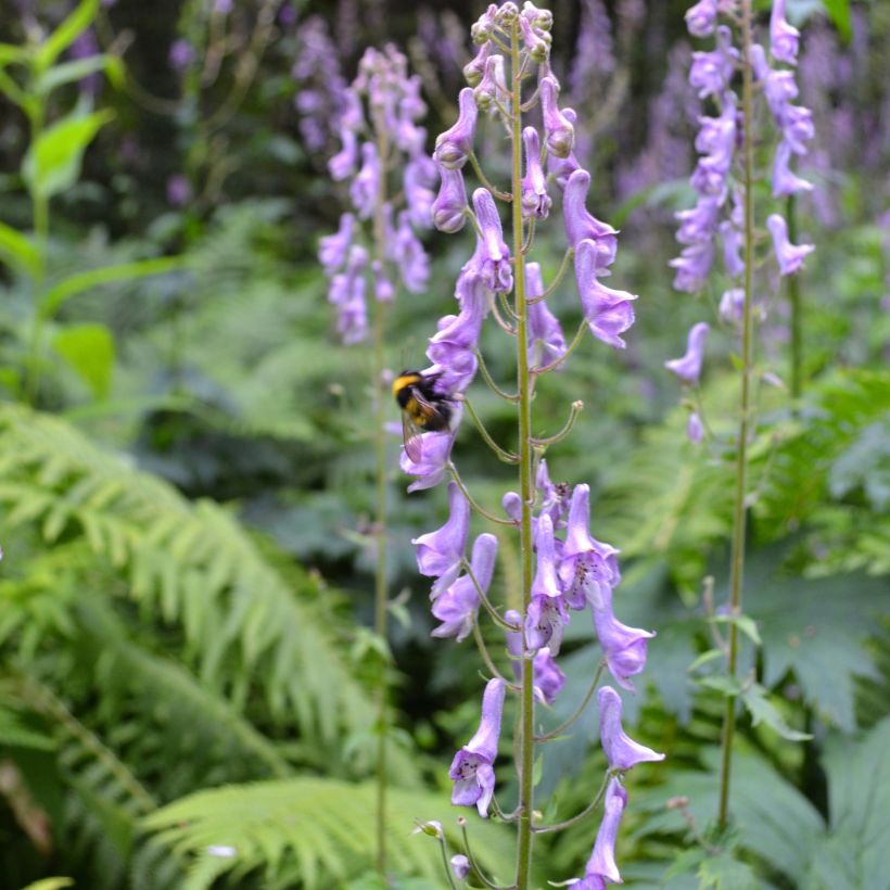 Aconitum scaposum - Monnikskap (Groeiplaats)