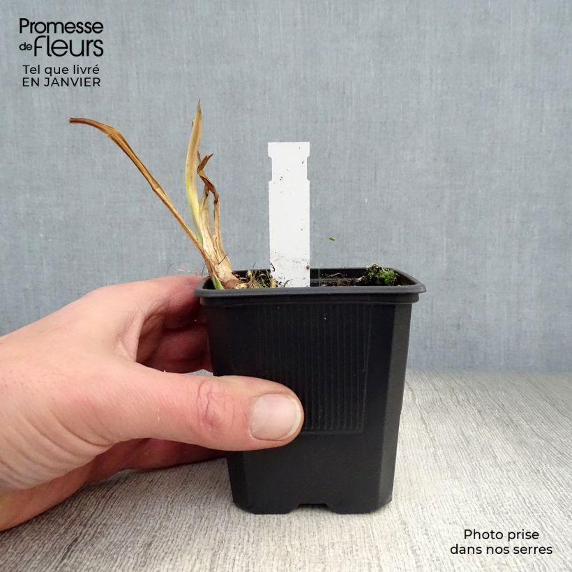 Example of Acorus calamus Variegatus - Calame panaché Kweekpotje van 8/9 cm as you get in hiver