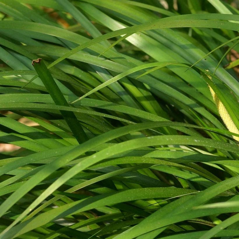 Acorus gramineus Variegata - Dwergkalmoes (Foliage)