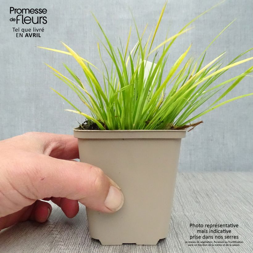 Exemplaar van Acorus gramineus Variegata - Dwergkalmoes Kweekpotje van 8/9 cm zoals geleverd in de lente