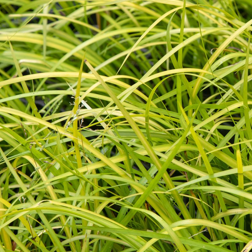 Acorus gramineus Variegata - Dwergkalmoes (Blad)