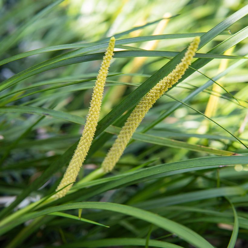 Acorus gramineus Variegata - Dwergkalmoes (Bloei)