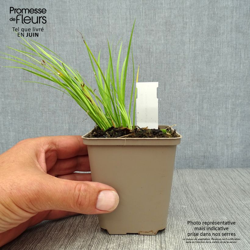 Exemplaar van Acorus gramineus - Dwergkalmoes Kweekpotje van 8/9 cm zoals geleverd in de zomer