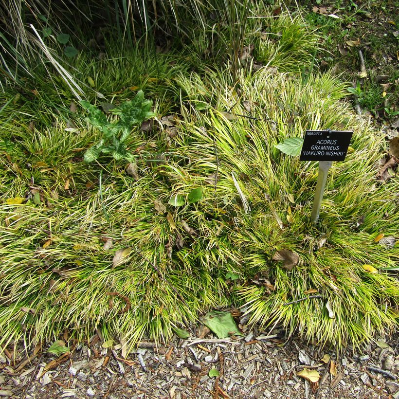 Acorus gramineus - Dwergkalmoes (Groeiplaats)