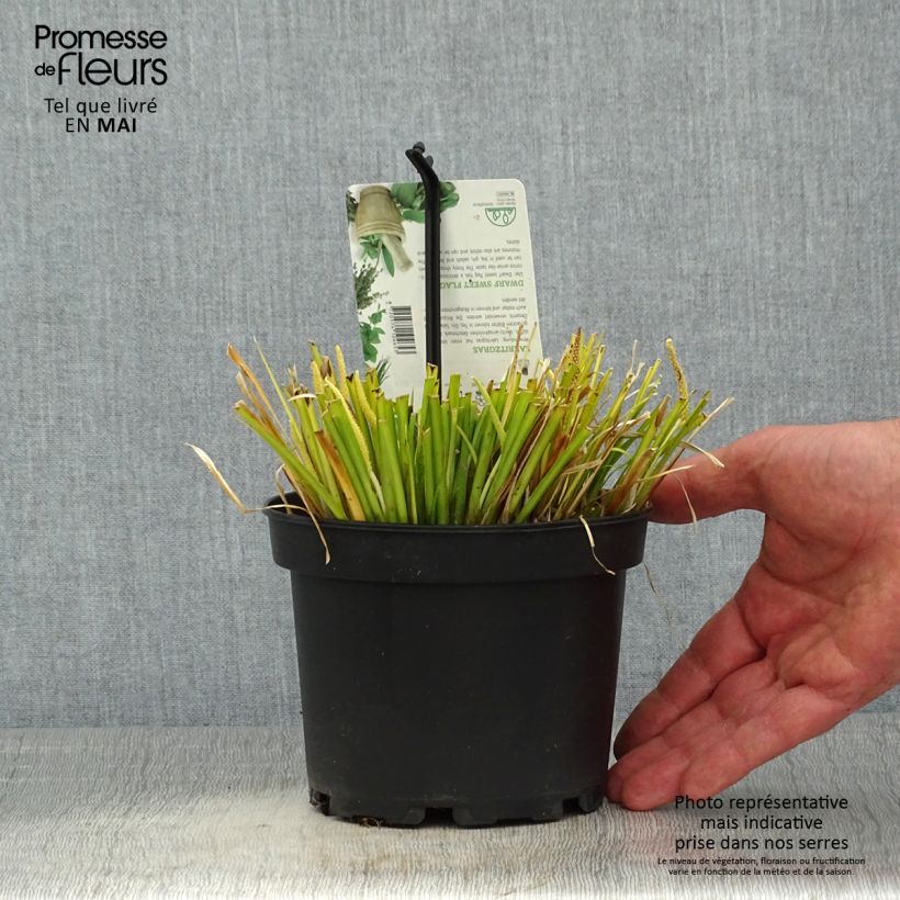 Exemplaar van Acorus gramineus Hakuro Nishiki - Dwergkalmoes Pot van 1,5 l/2 l zoals geleverd in de lente