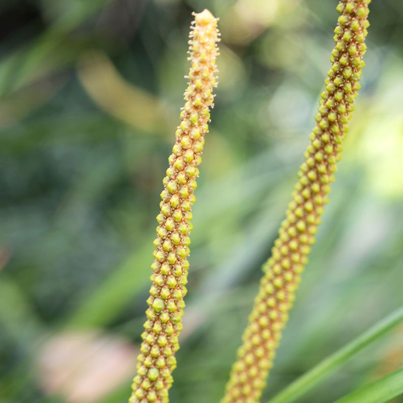 Acorus gramineus Hakuro Nishiki - Dwergkalmoes (Flowering)