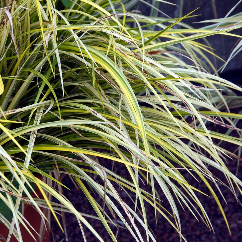 Acorus gramineus Ogon - Dwergkalmoes (Blad)