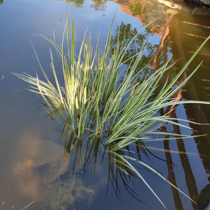 Acorus gramineus Licorice - Dwergkalmoes (Groeiplaats)