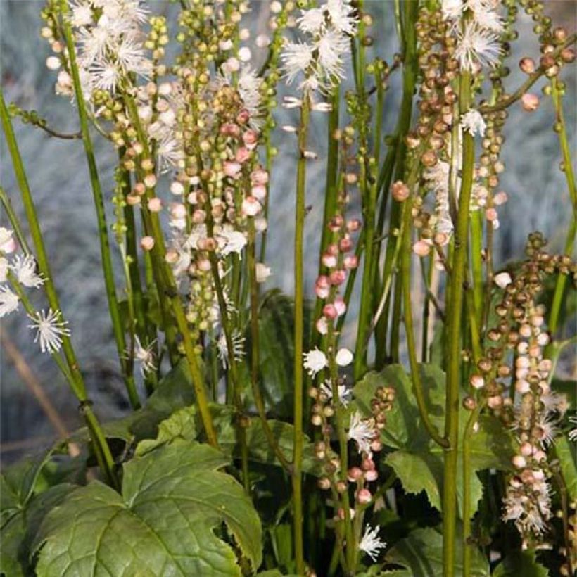 Actaea japonica Cheju-Do - Zilverkaars (Flowering)