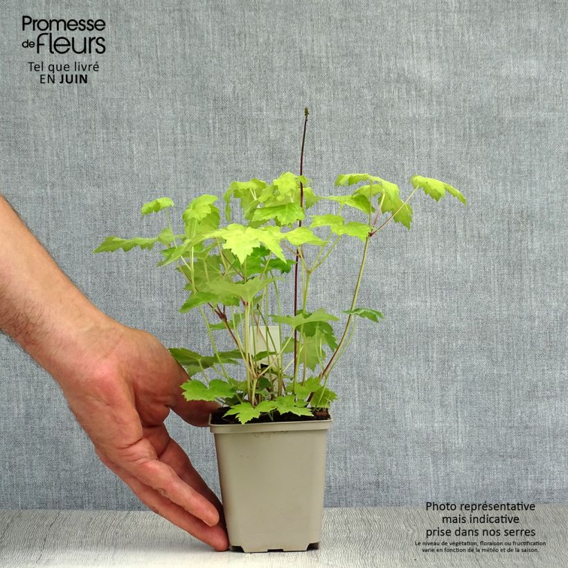 Exemplaar van Actaea japonica Cheju-Do - Zilverkaars Kweekpotje van 8/9 cm zoals geleverd in de zomer