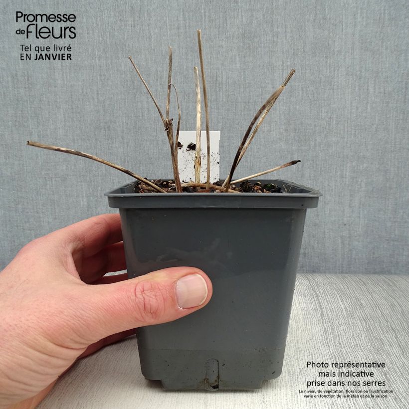Example of Actaea Cheju-Do - Cimicifuga japonica Pot van 1 l/1,5 l as you get in hiver