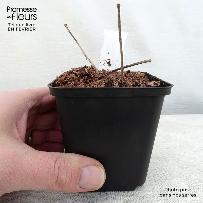 Exemplaar van Actaea dahurica - Zilverkaars Kweekpotje van 8/9 cm zoals geleverd in de winter