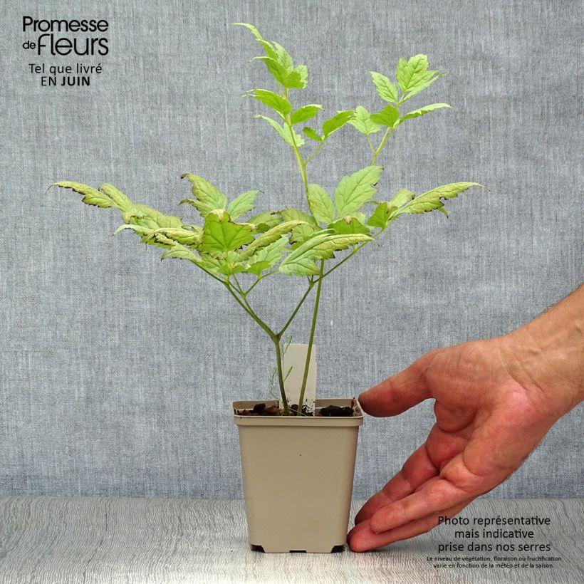 Exemplaar van Actaea pachypoda Misty Blue - Christoffelkruid Kweekpotje van 8/9 cm zoals geleverd in de zomer