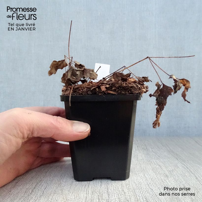 Example of Actaea pachypoda Misty Blue - Actée à gros pédicelles Kweekpotje van 8/9 cm as you get in hiver