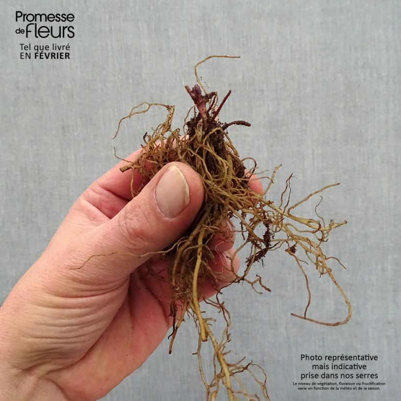 Example of Actaea pachypoda Misty Blue - Actée à gros pédicelles Naakte wortel as you get in hiver