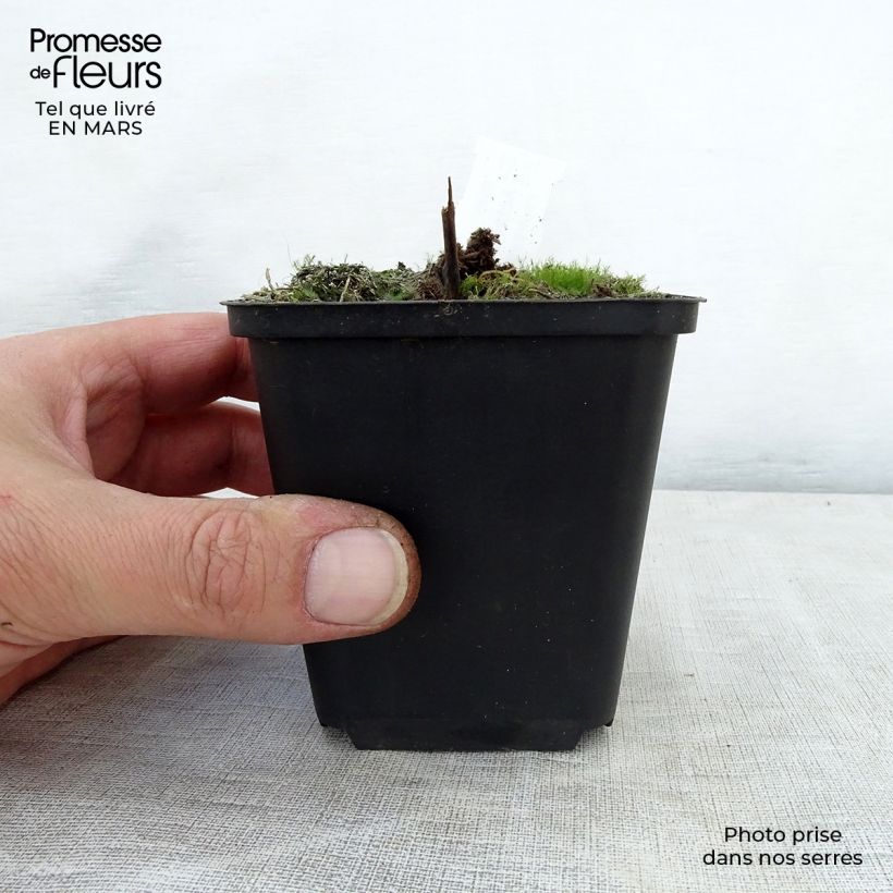 Exemplaar van Actaea rubra - Christoffelkruid Kweekpotje van 8/9 cm zoals geleverd in de lente