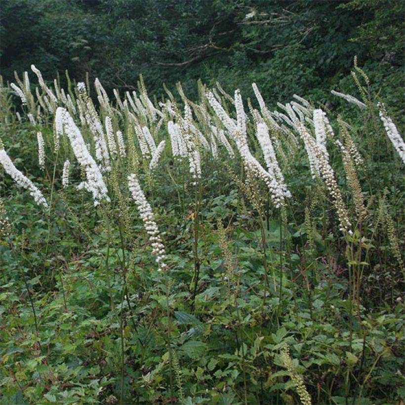 Actaea simplex Carbonella - Zilverkaars (Flowering)